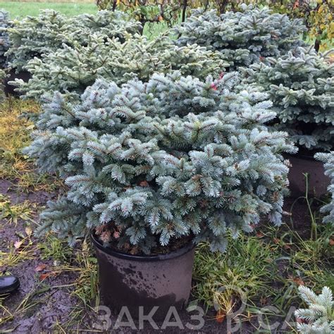 Купить голубую ель Глаука Глобоза: описание и фото из питомника