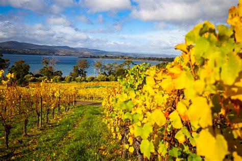 Your 2025 Guide To Tasmania Wine Region