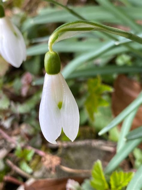 Photo Common Snowdrop Galanthus Nivalis Observation Org