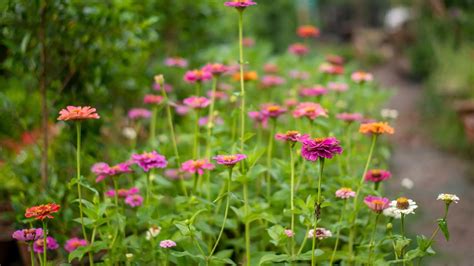 grow zinnias  seed  beginners guide