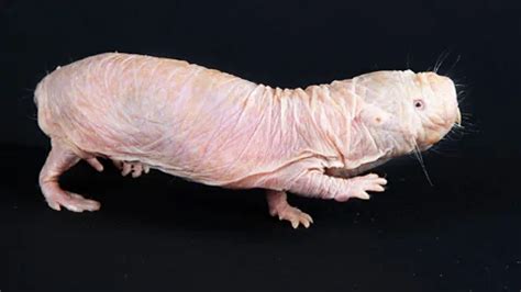 What Naked Mole Rats Can Teach Us About Treating Cancer