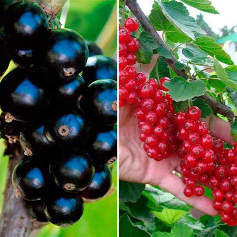 Саженцы Суперпредложение! Комплект смородины Сладкая парочка из 2 ...