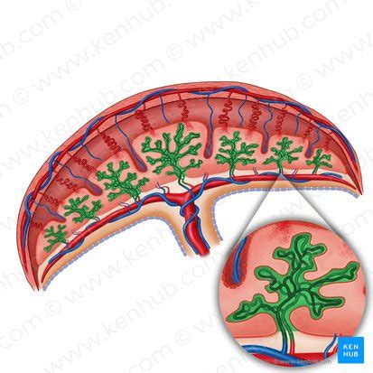 Chorion: Anatomy and function | Kenhub