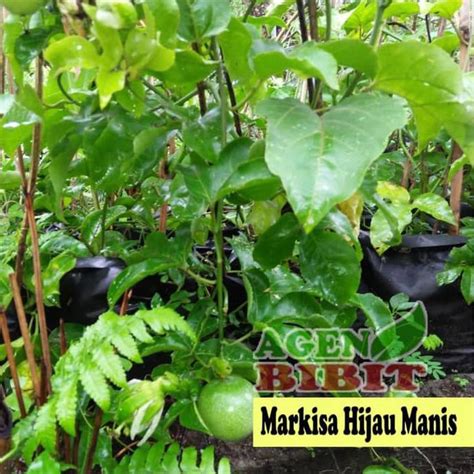 Jual Kliwon Bibit Pohon Buah Markisa Hijau Jumbo Tanaman Erbis Besar