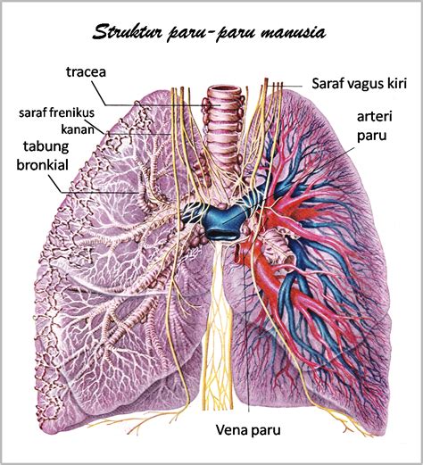 gambar anatomi  organ tubuh manusia terlengkap freewaremini