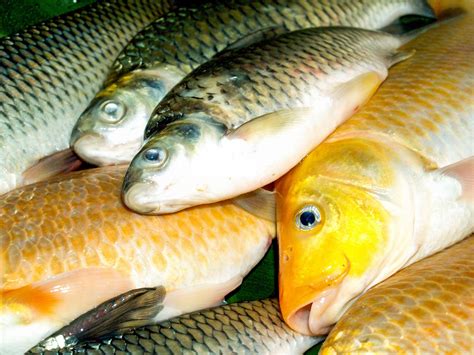 Freshwater Fish Food Free Stock Photo - Public Domain Pictures