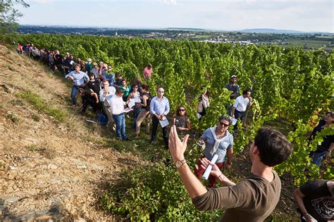 Sådan bliver de nye årgange af riesling fra Østrig Spritnyt