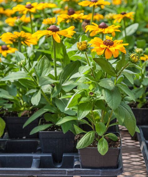 Black-eyed Susan care and growing guide: top rudbeckia tips | Gardeningetc