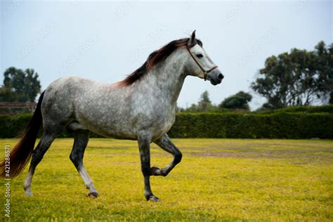 caballo de paso peruano stock photo adobe stock