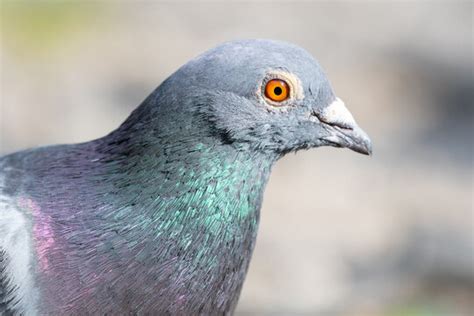 Street Pigeon Images Browse 6413 Stock Photos Vectors And Video