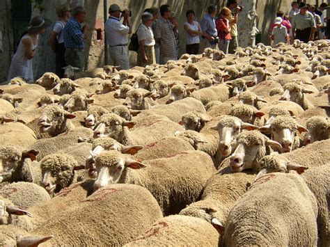 Transhumance 13 Transhumance à Saint Rémy de Provence un Flickr