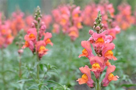 Львиный зев: фото, описание, посадка, уход и способы размножения