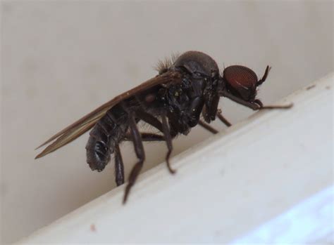 Identify And Control Black Flies, 59% OFF | brunofuga.adv.br