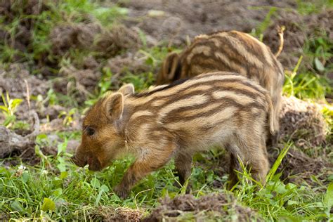 wild boar piglets  stock photo public domain pictures