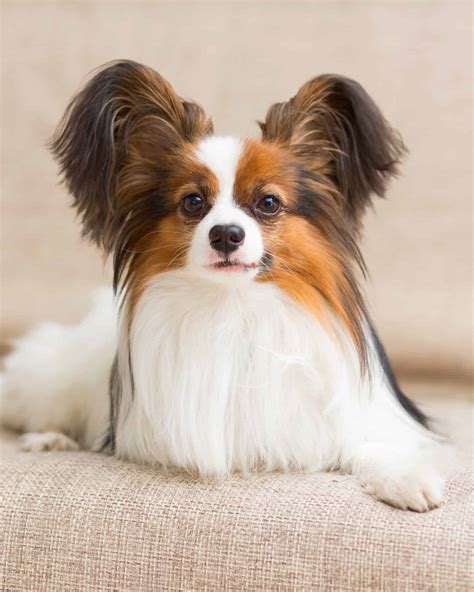 15 Papillon Colors & Markings (With Pictures)