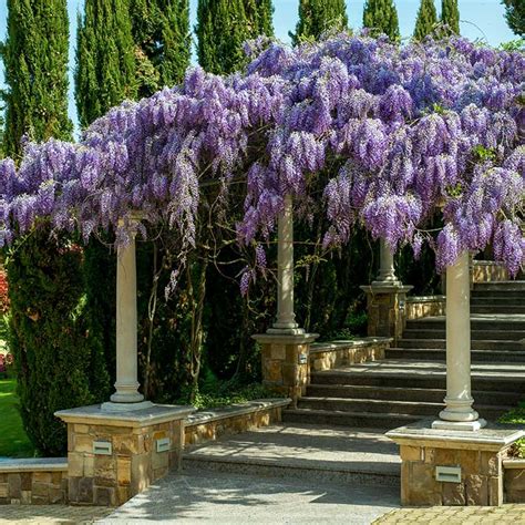 La Glicinia Una Espectacular Planta Trepadora Para Disfrutar De Su