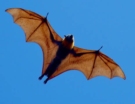 Taking Count of Cambodia’s Flying Fox Bats - The Cambodia Daily