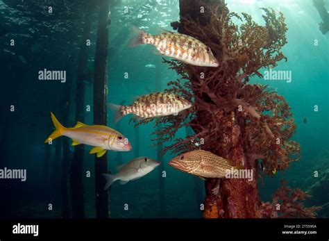 Slender Grouper Anyperodon Leucogrammicus Orange Striped Emperor