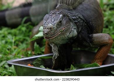 938 Iguana Feeding Images, Stock Photos & Vectors | Shutterstock