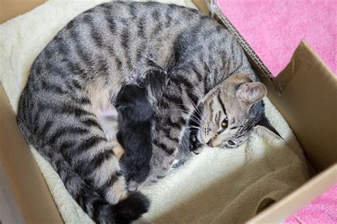 Owner Concerned About Cat's Behavior Makes Shocking Discovery - Newsweek