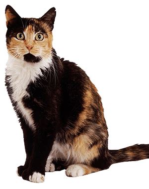 The Genetics of Tortoiseshell and Calico Cats