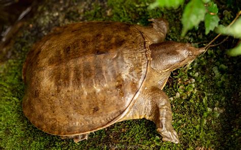 Chinese Soft Shell Turtle - Pelodiscus sinensis — HongKongSnakeID.com