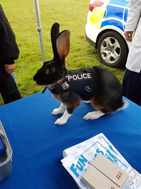 Police Bunny!!!!! : r/memes