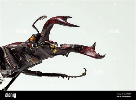A Stag Beetle With Big Mandibles Stock Photo Alamy