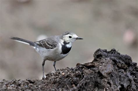 Indian Pied Wagtail Sub Species Of White Wagtail Motacil Flickr