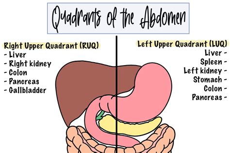 Organs Located In The Four Quadrants Of Quadrants Of Causes Of Pain In