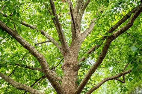 How To Grow And Care For Chinkapin Oak