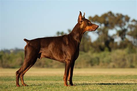 Cuidados Para El Doberman