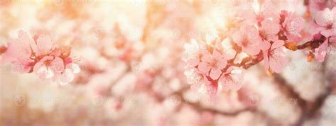 Spring Border Or Background Art With Pink Blossom Beautiful Nature