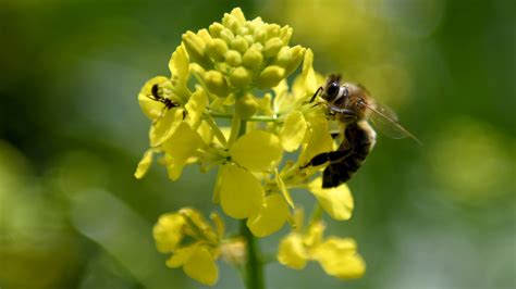 Spelling Bee Answers: Thursday, May 19, 2022 - The New York Times