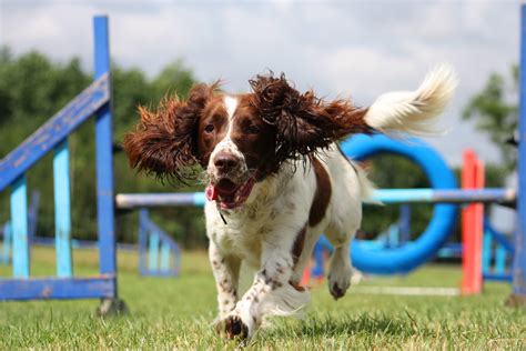 18 of the Smartest Dog Breeds | PetMD