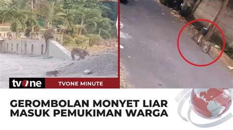 Diduga Hendak Cari Makan Kawanan Monyet Liar Berkeliaran Di Depok