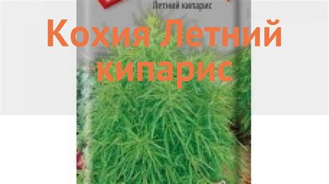 Кохия обыкновенная Летний кипарис (letniy kiparis) 🌿 обзор: как сажать ...