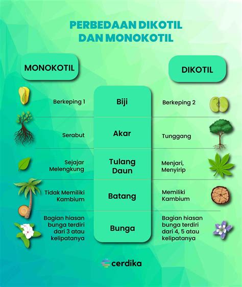 Tumbuhan Dikotil Dan Monokotil Pengertian Perbedaan Contoh Tanaman Xx ...