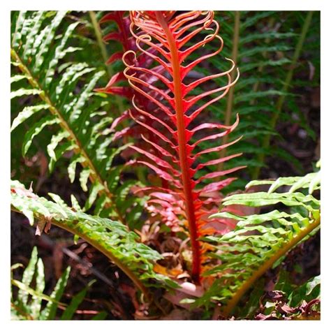 LARGE - Blechnum brasiliense 'Volcano' - Red Brazilian Tree Fern