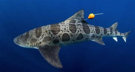 Sharks follow their noses home | Science News | Leopard shark, Animals