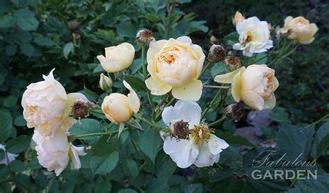 how to deadheading roses 11