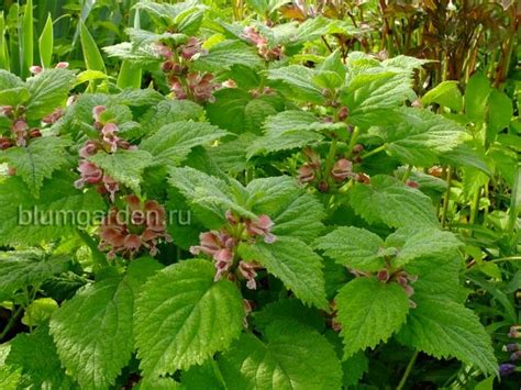 Яснотка крупноцветковая купить, описание 🍀 blumgarden.ru