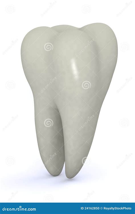 Molar Teeth Stock Photo - Image: 24162850