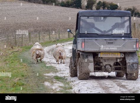 Sheep herding hi-res stock photography and images - Alamy