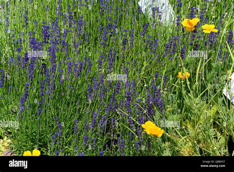 Lavandula Angustifolia Common Lavender True Lavender Garden Lavender