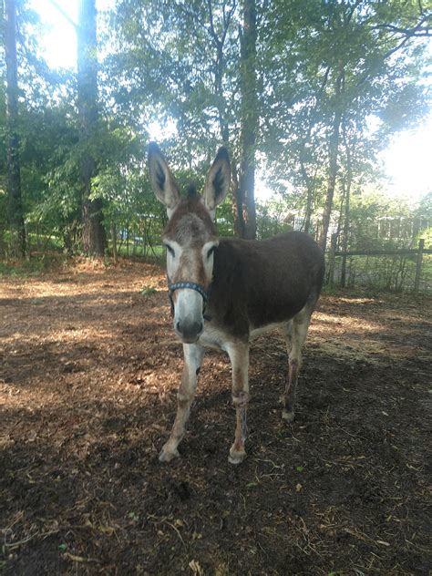 Finally Got My Ass Washed She Ll Be Four Next Month And Had Never Had A Bath I Ve Only