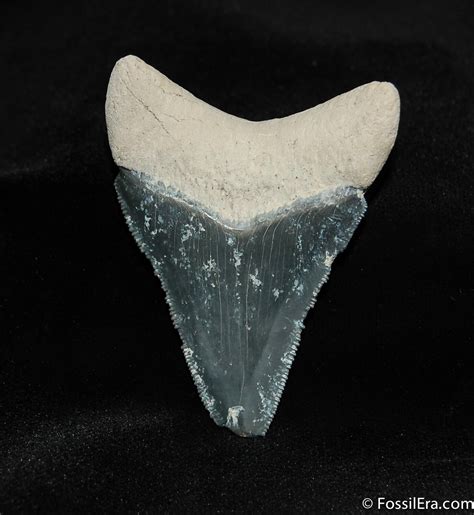 2 14 Inch Bone Valley Megalodon Tooth 543 For Sale