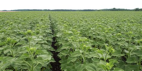 Удобрения для подсолнечника — ASM-AGRO