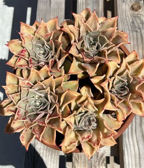 Echeveria-madiba-cluster - SUCCULENTdotCARE