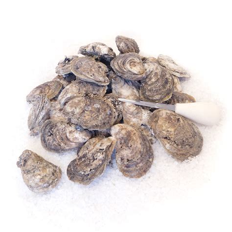 Chesapeake Bay Oysters In Shell Chesapeake Brand